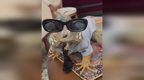 #爬宠 #异宠 #爬宠日常 #巨蜥 #鬣蜥