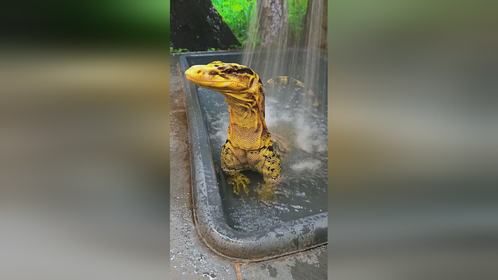 #爬宠 #异宠 #爬宠日常 #巨蜥 #金头泽巨蜥