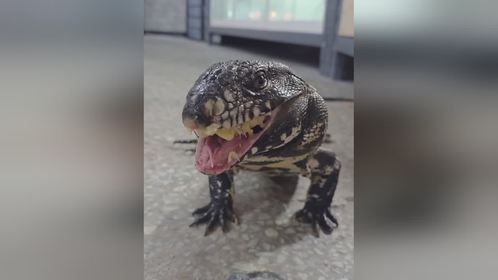 #宠物吃播 #泰加蜥 #爬宠 #异宠 #爬宠日常