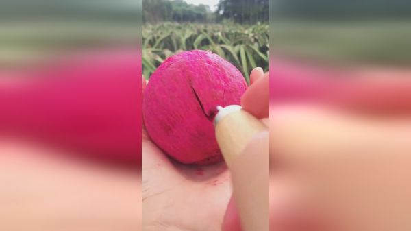 超级有食欲的红心火龙果，一铲子下去，馋得我口水都流出来了