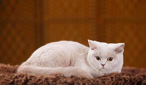 宠物猫日常怎么养活