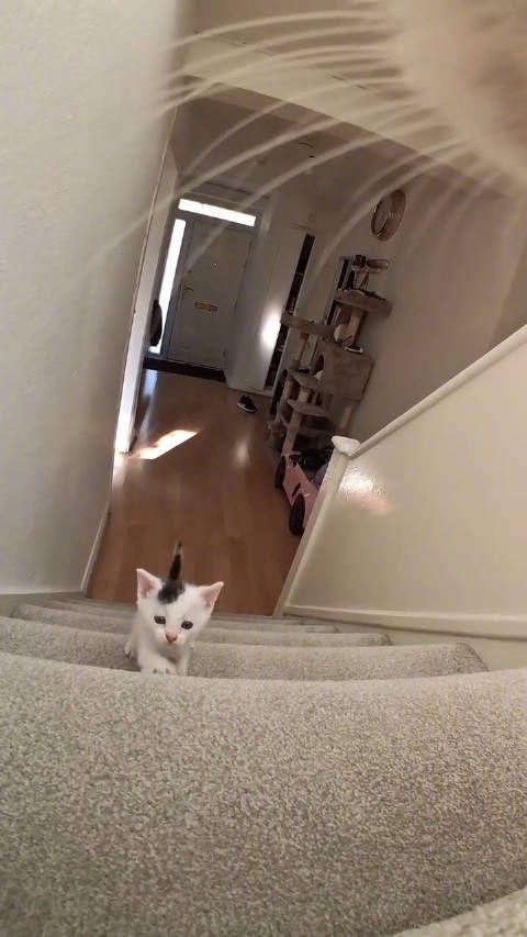 猫妈妈温柔叫声牵动七个小奶猫日常生活