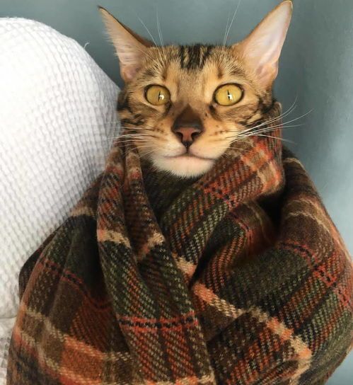 宠物猫日常怎么吃