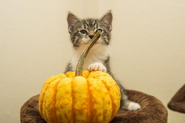 猫美毛有效食物