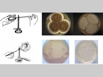 【必看】微生物平板划线