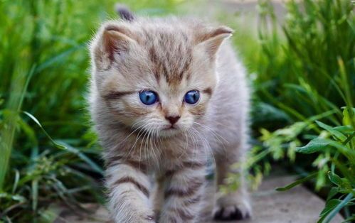 宠物猫繁殖专家，如何挑选最优质的种猫？