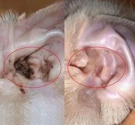 宠物医生推荐：治狗狗耳螨良药