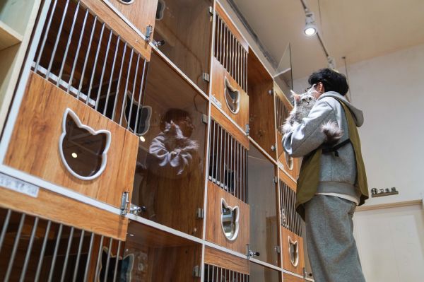 图为吉林省长春市一家宠物店内的饲养员从柜子中抱出一只将在店内寄养过春节的宠物猫。新华社记者　许畅　摄