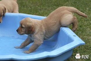 狗狗生完小狗后为什么会瘫痪呢？