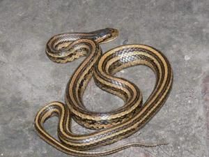 三线蛇