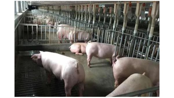 天气逐渐转凉，猪场要重视的5个方面