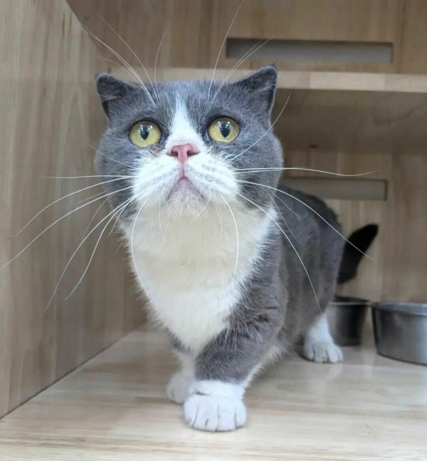 猫咪慢性肾衰竭饮食管理方案：中老年猫肾脏护理 4 招