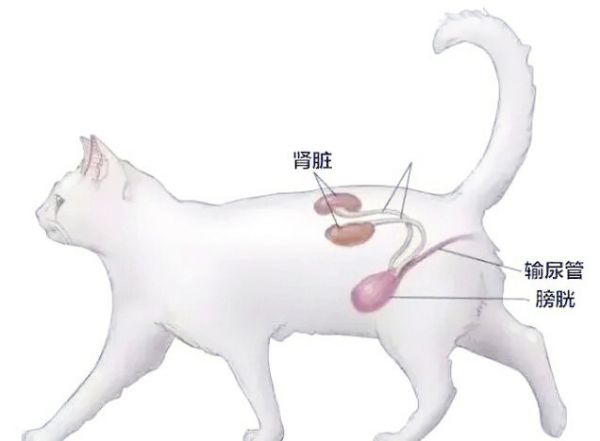 猫咪慢性肾衰竭饮食管理方案：中老年猫肾脏护理 4 招