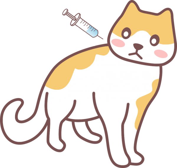 猫咪便血怎么办？