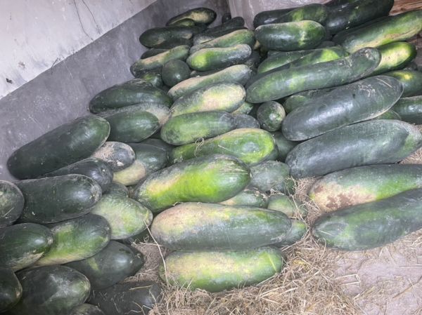 法斗安静进食蒸熟黑皮冬瓜泥的特写镜头