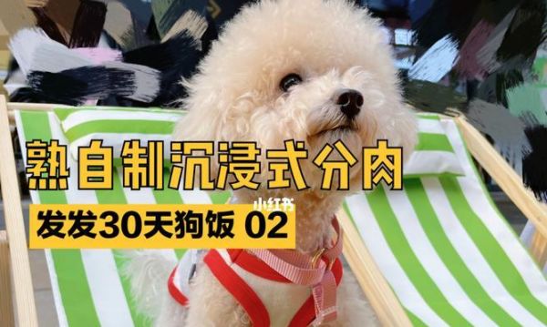 宠物狗狗可以吃海鱼吗（海鱼对狗狗的影响及宠物主人需要知道的事项）