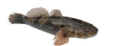 宠物狗狗可以吃海鱼吗（海鱼对狗狗的影响及宠物主人需要知道的事项）