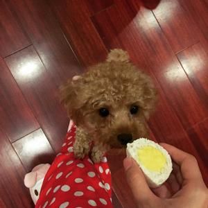 元气鸡肉丸子（狗狗鲜食）的做法 步骤5