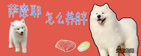 萨摩耶怎么养胖