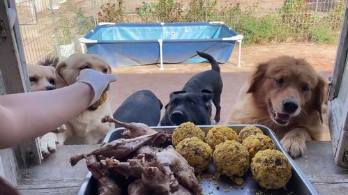 宠物狗吃的鸡肉怎么做