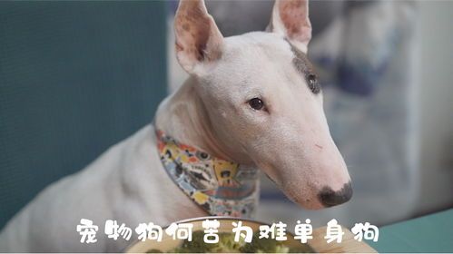 给宠物狗做牛肉怎么做