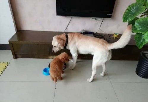 喂宠物狗的鸡胸肉怎么煮