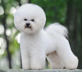 比熊狗粮搭配指南，营养均衡更健康