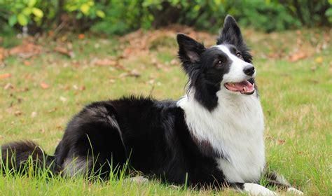 边境牧羊犬喂食指南：米饭，你的饭还是狗的食？