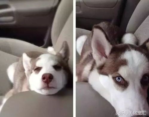 儿童宠物种类多，萌宠相伴成长！