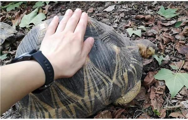 抚摸大辐射龟.jpg