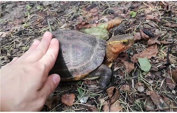 抚摸黄缘闭壳龟.jpg