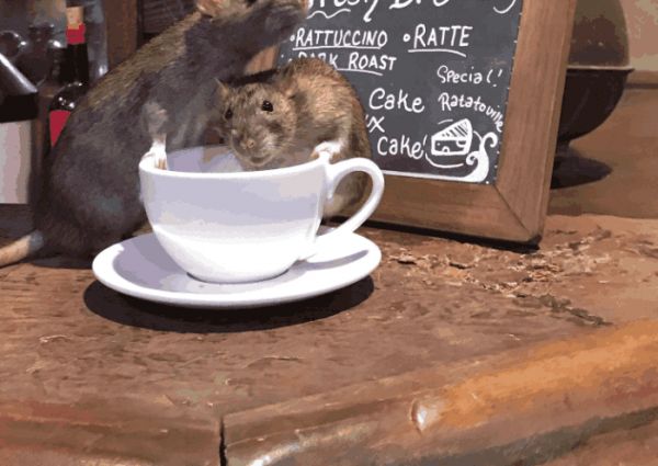 这个咖啡馆满是老鼠却生意火爆, 客人: 要是没有老鼠我就不来