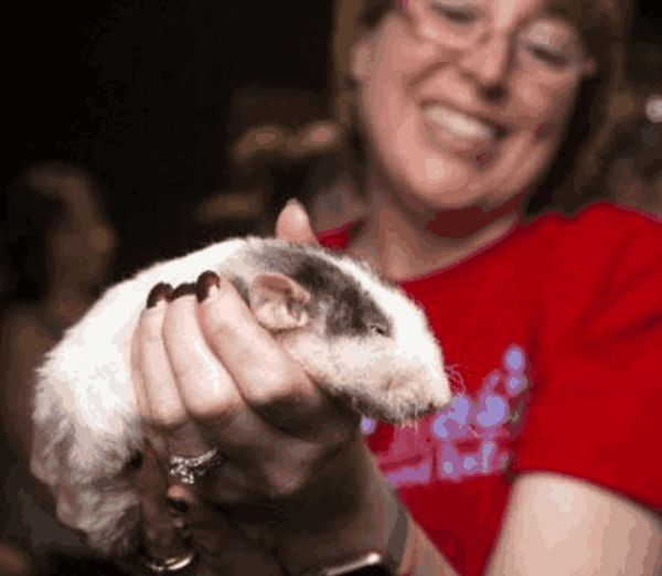 这个咖啡馆满是老鼠却生意火爆, 客人: 要是没有老鼠我就不来