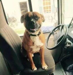 客户家的宠物狗怎么办