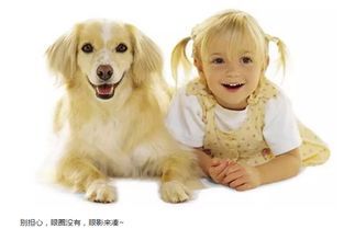 国标犬揭秘：你的宠物新选择