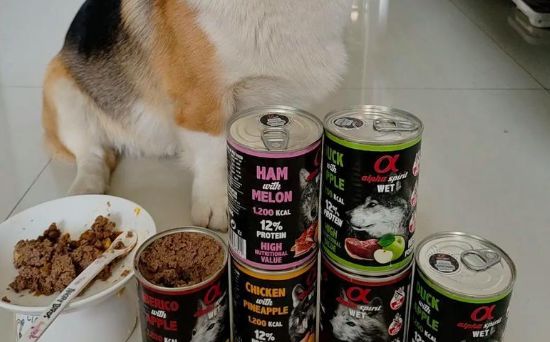 狗罐头一周喂几次合适？了解清楚让狗狗更健康！