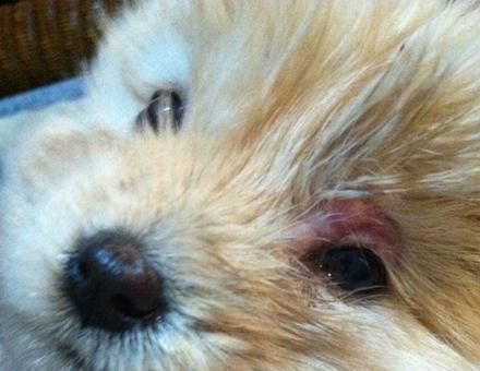 狗眼睑红肿的原因及解决方法（宠物眼睛保健指南）