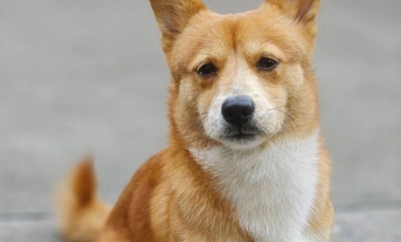 狗糖尿病吃什么食物最好