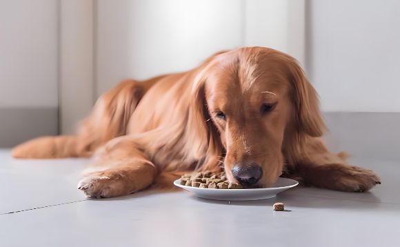 年轻人安心养狗之选:艾塔旗下艾特斯尔成犬粮配方透明、营养均衡