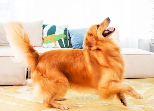 如何挑选比赛级金毛犬？