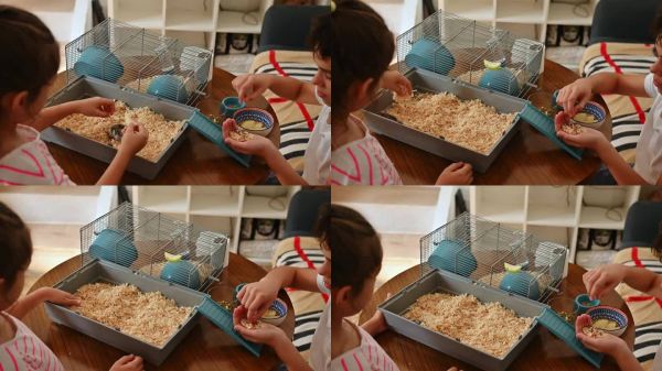 孩子们一起照顾宠物仓鼠，在家里喂它新鲜的蔬菜，促进责任感和宠物关系
