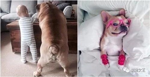 宠物狗幼犬体臭怎么办啊