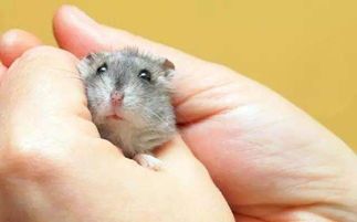 仓鼠咬人？小心处理，宠物知识速学！