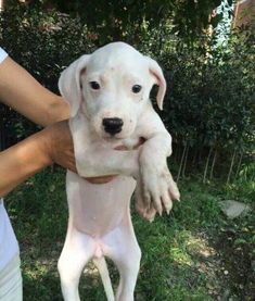 宠物狗吃了补药会怎么样