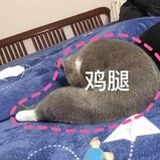 炒鸡无敌可爱妮