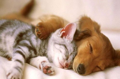 猫咪也爱绿豆汤，宠物养生新选择