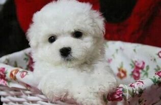 可爱宠物狗礼物怎么做的