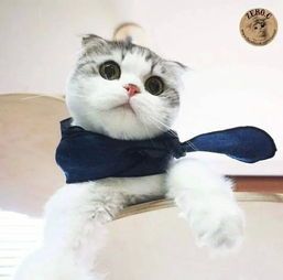 治愈系萌宠游戏，云吸猫新天地！