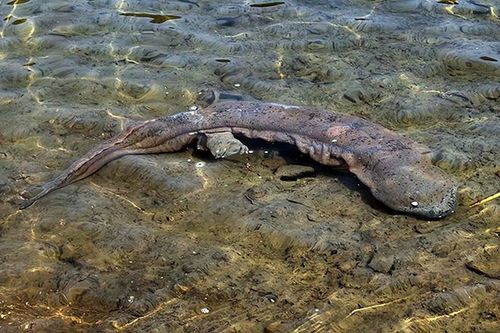 娃娃鱼宠物，喜食小鱼虾，精心喂养更健康。