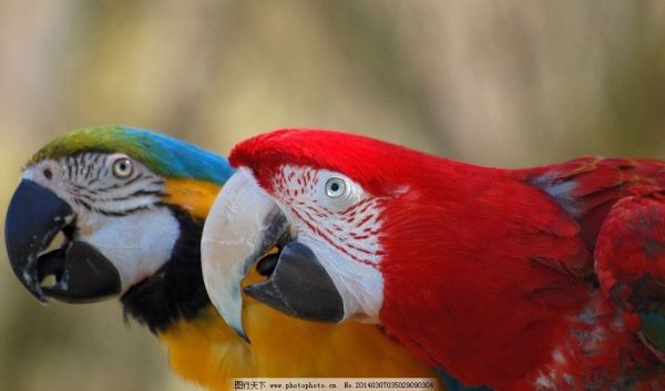 鹦鹉鸟类小鸟宠物香江图片